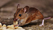 24 Hour & Emergency Exterminators in West York, IL